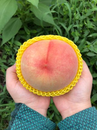 김은경님의 내 농사 경력 자랑하기 · 참여 작성글 사진