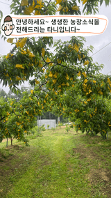 팜모닝 복숭아·자유게시판 게시글 이미지