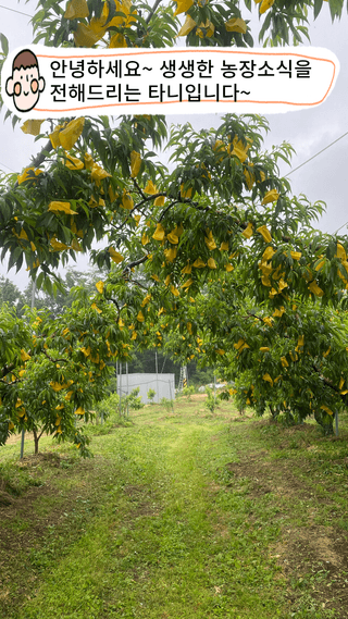타니마켓(조수찬)님의 복숭아 · 자유게시판 작성글 사진