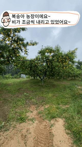 타니마켓(조수찬)님의 복숭아 · 자유게시판 작성글 사진