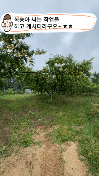타니마켓(조수찬)님의 복숭아 · 자유게시판 작성글 사진