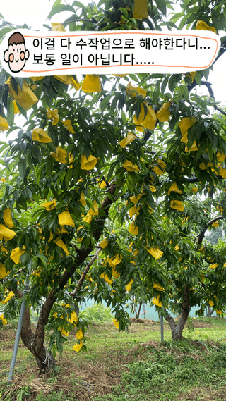 타니마켓(조수찬)님의 복숭아 · 자유게시판 작성글 사진