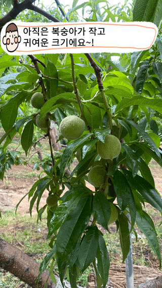 타니마켓(조수찬)님의 복숭아 · 자유게시판 작성글 사진