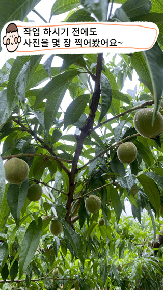 타니마켓(조수찬)님의 복숭아 · 자유게시판 작성글 사진