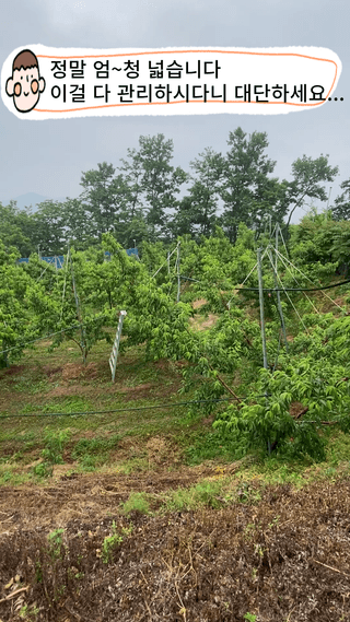 타니마켓(조수찬)님의 복숭아 · 자유게시판 작성글 사진
