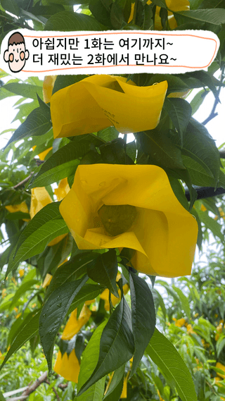 타니마켓(조수찬)님의 복숭아 · 자유게시판 작성글 사진