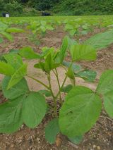 팜모닝 콩·자유게시판 게시글 이미지