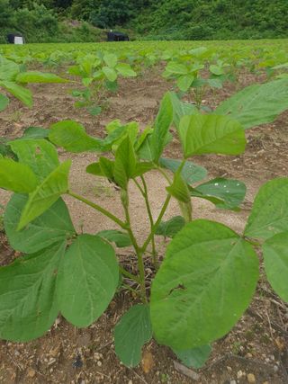 권철환님의 콩 · 자유게시판 작성글 사진