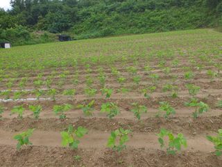 권철환님의 콩 · 자유게시판 작성글 사진