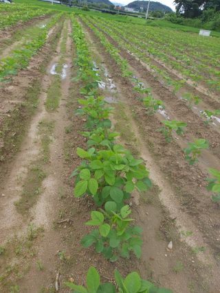 권철환님의 콩 · 자유게시판 작성글 사진