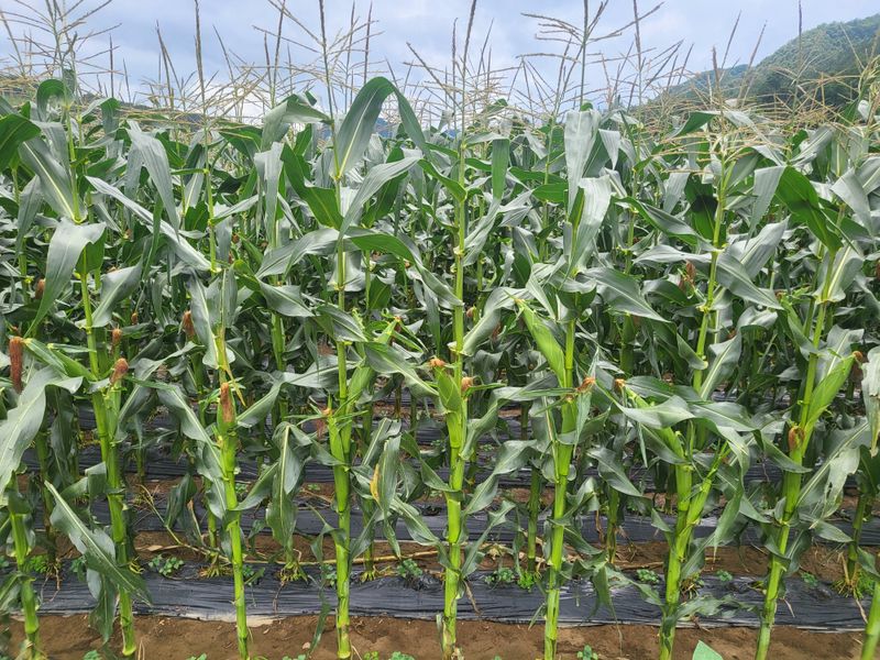 장터 상품 [강원도미백찰옥수수] 썸네일