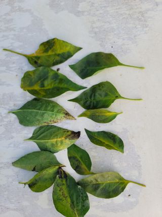 장영진 님의 고추 · 병해충상담 작성글 사진