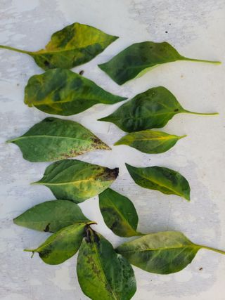 장영진 님의 고추 · 병해충상담 작성글 사진