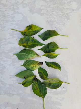 장영진 님의 고추 · 병해충상담 작성글 사진