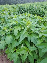 팜모닝 참깨·자유게시판 게시글 이미지