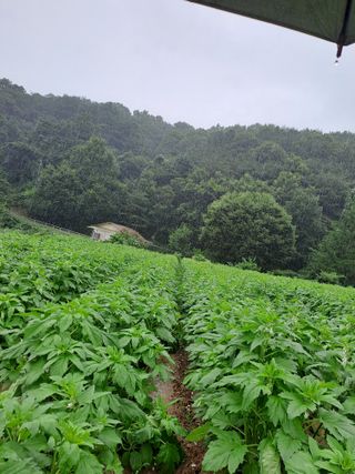 박흠님의 참깨 · 자유게시판 작성글 사진