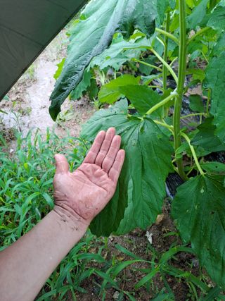 박흠님의 참깨 · 자유게시판 작성글 사진