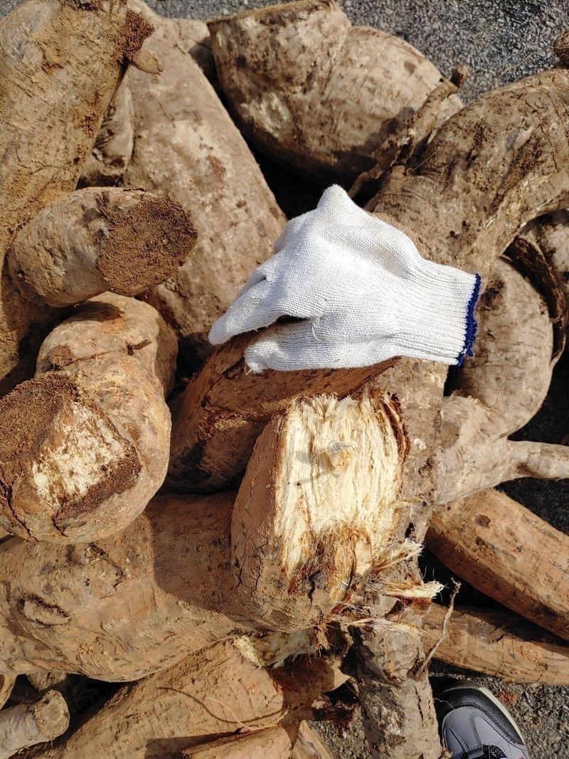 장터 상품 [생칙즙  100포  ㅡ할인 판매중] 썸네일