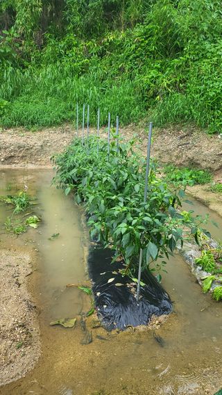 짱순이연속8월출석왕님의 고추 · 일상 작성글 사진