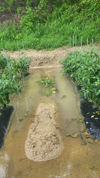 짱순이연속8월출석왕님의 고추 · 일상 작성글 사진