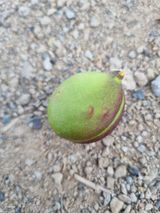 팜모닝 복숭아·병해충상담 게시글 이미지