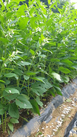 마늘양파참님의 참깨 · 자유게시판 작성글 사진