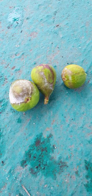 정응화님의 기타작물 · 병해충상담 작성글 사진