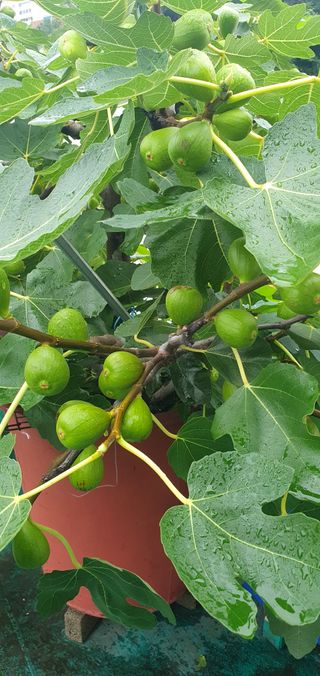 정응화님의 기타작물 · 병해충상담 작성글 사진