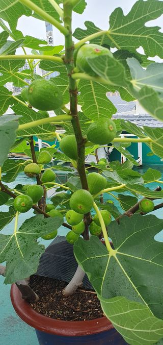 정응화님의 기타작물 · 병해충상담 작성글 사진