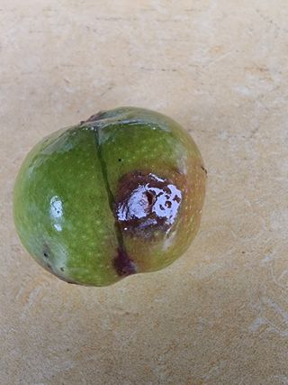 정석범님의 자두 · 병해충상담 작성글 사진