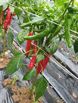 팜모닝 고추·수확 게시글 이미지