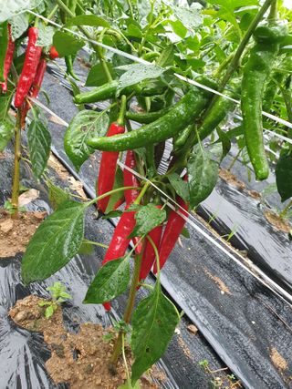 김종은님의 고추 · 수확 작성글 사진