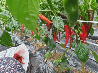 김종은님의 고추 · 수확 작성글 사진