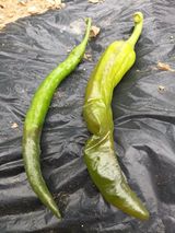 팜모닝 고추·병해충상담 게시글 이미지