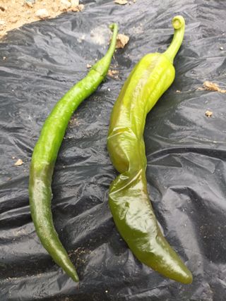 김흥수 님의 고추 · 병해충상담 작성글 사진