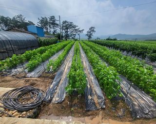 송정님의 참깨 · 영농일지 작성글 사진