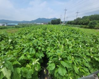 송정님의 참깨 · 영농일지 작성글 사진