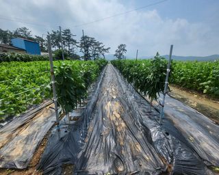 송정님의 참깨 · 영농일지 작성글 사진