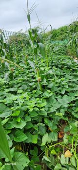 팜모닝 고구마·자유게시판 게시글 이미지