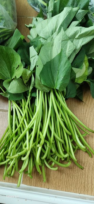 접시꽃님의 고구마 · 자유게시판 작성글 사진