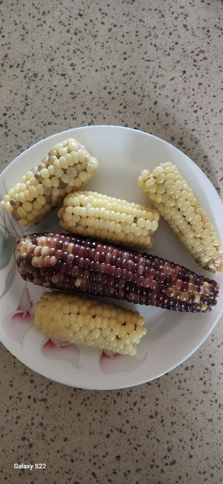 접시꽃님의 고구마 · 자유게시판 작성글 사진