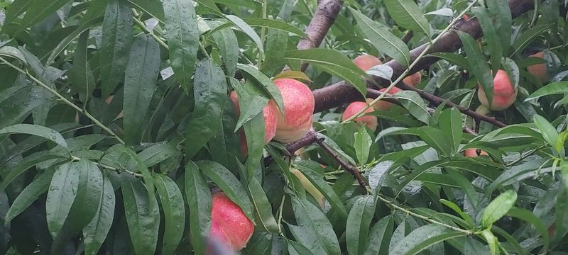 장터 상품 [대명 꿀 복숭아 딱딱이 아삭이] 썸네일