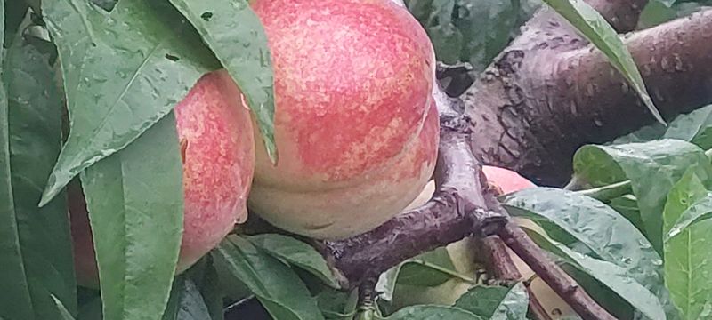 강동복숭아(채희)님의 장터 판매 상품 [대명 꿀 복숭아 딱딱이 아삭이] 첨부 사진