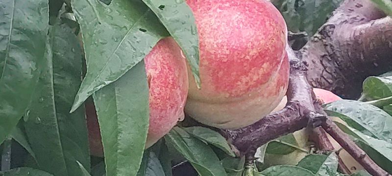 강동복숭아(채희)님의 장터 판매 상품 [대명 꿀 복숭아 딱딱이 아삭이] 첨부 사진