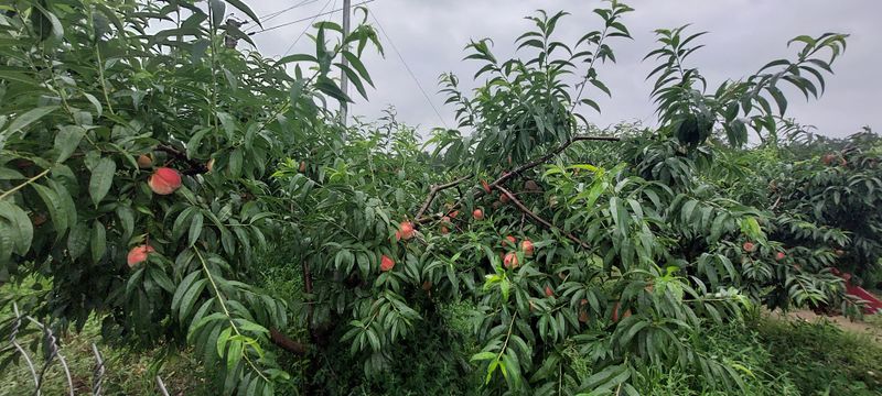 강동복숭아(채희)님의 장터 판매 상품 [대명 꿀 복숭아 딱딱이 아삭이] 첨부 사진