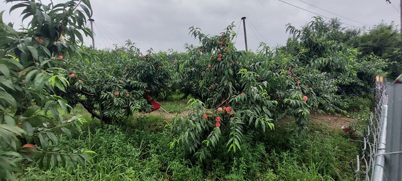 강동복숭아(채희)님의 장터 판매 상품 [대명 꿀 복숭아 딱딱이 아삭이] 첨부 사진