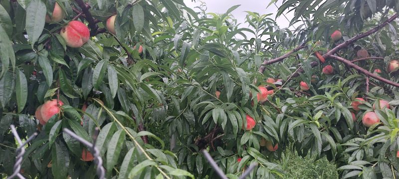 강동복숭아(채희)님의 장터 판매 상품 [대명 꿀 복숭아 딱딱이 아삭이] 첨부 사진