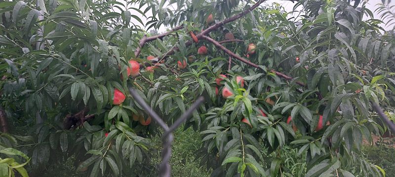 강동복숭아(채희)님의 장터 판매 상품 [대명 꿀 복숭아 딱딱이 아삭이] 첨부 사진