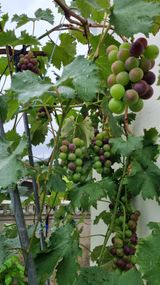 팜모닝 포도·자유게시판 게시글 이미지