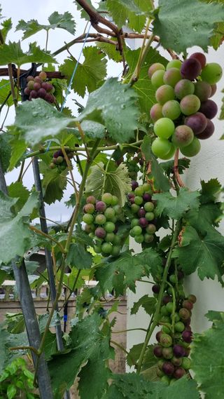 이현강님의 포도 · 자유게시판 작성글 사진